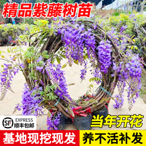 四季紫藤花树苗爬藤树植物室外阳台盆栽紫藤萝老桩攀爬墙藤蔓花卉