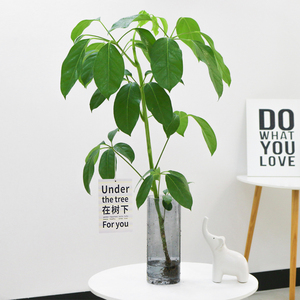 日本大叶伞水培植物带根盆栽盆景绿植室内花卉比马醉木吊钟还好养