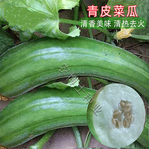 青皮菜瓜种子脆瓜梢稍瓜籽精品甜脆多汁清香生食凉拌腌制水果春季