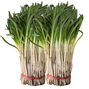 兰州三道黄韭菜新鲜蔬菜包饺子食材1500g装产地直销顺丰航空包邮