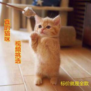 小猫活体田物园猫宠物家养猫咪活土猫幼猫橘猫家养狸花猫小奶猫咪