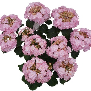 惠子小姐绣球花