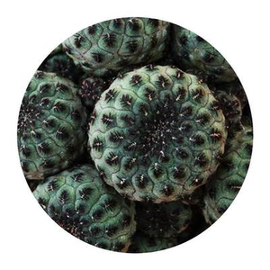 青蛙王子仙人球 群生多头多肉植物 大颗开花小盆栽防辐射桌面花卉