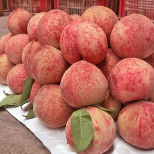 血桃新鲜水果现摘现发孕妇桃子5斤当季毛桃整箱脆桃应季水蜜桃子