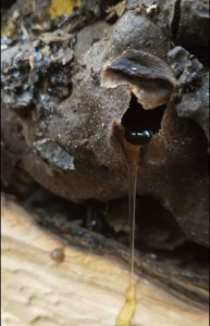 云南野生蜂蜜纯正天然百花蜜真原蜜银蜂无刺不结晶树酸蜜巢蜜泡酒