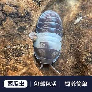 奶牛橘化雪白海星白侏儒宠物鼠妇潮虫西瓜虫昆虫可爱迷你实验观察