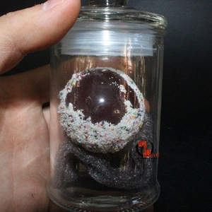 释迦牟尼佛红色血舍利增生七彩舍利子坚固子佛教宝贝殊胜结缘供奉