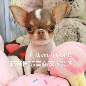 贵宾茶杯犬_迷你贵宾 玩具贵宾 茶杯贵宾_茶杯贵宾犬多少钱