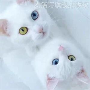 中华田园猫短毛白色猫咪黄眼蓝眼异瞳白猫幼猫小猫活体