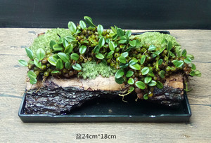 米金钗石斛兰花苗米斛绿植物花卉盆栽盆景文竹铁皮石斛兰花菖蒲草