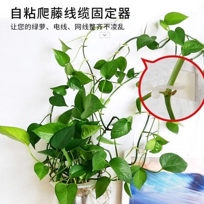 无痕藤蔓之间植物爬藤牵引架室内花腾滕条装饰绿萝爬墙固定器缠绕