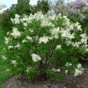 白丁香花树苗带花苞木本花卉阳台庭院露台花园浓香型耐寒老桩植物