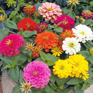 菊四季开花七彩混色格桑花百日草园艺矮杆盆栽带花种孑鲜美萃旗舰店