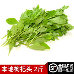新鲜枸杞头2斤装新鲜蔬菜当季春菜时令枸杞芽蔬菜枸杞菜顺丰包邮