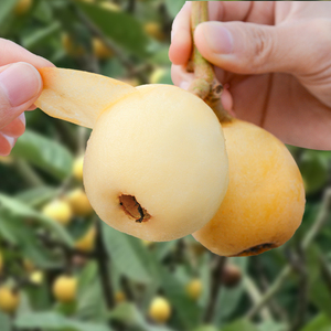 【高端品种】4斤贵妃白玉枇杷新鲜水果包邮孕妇白沙琵琶大果云霄3