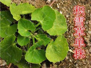积雪草种子盆栽绿色植物雷公根铜钱草种籽种苗金钱草种子马蹄金籽