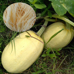 金丝搅瓜种子四季绞瓜金瓜籽拍砸成丝天然粉丝观赏食用蔬菜种子