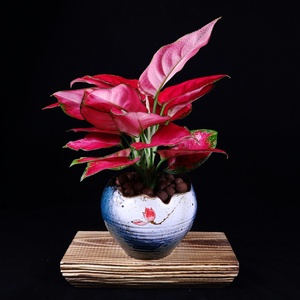 花卉盆栽红色如意