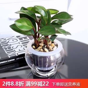 青叶碧玉水培豆瓣绿办公室桌面多肉植物绿植圆叶椒草水养花卉盆栽