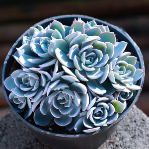 00rmayly淘宝红白草莓寄居蟹/栗子蟹/蓝石莲多肉龟