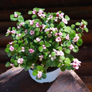 【金枝玉叶花盆景】金枝玉叶花盆景品牌,价格 - 阿里巴巴