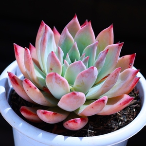 塔帕帕云南多肉植物好养组合盆栽懒人绿植肉肉老桩精品大颗花卉