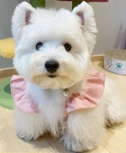 00廖水晶淘宝纯种西高地白梗幼犬西高地梗小狗西高地狗 上海杭州小