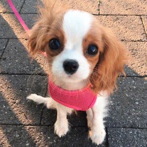 英国查理王小猎犬小型犬幼犬骑士犬小王子纯种宠物狗狗查理王犬