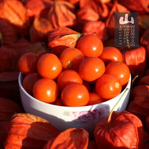 红姑娘果新鲜水果