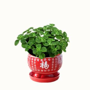 属猪旺财植物碰碰香一抹香盆栽多肉植物室内阳台香草味驱蚊虫带盆