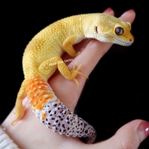 豹纹守宫宠物学生入门爬宠温顺不咬人人工繁殖没有毒网红宠物