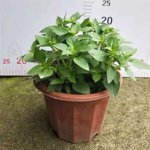 50棵带原土河南特产大叶荆芥苗盆栽新鲜食用发货