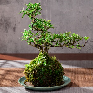 悬崖六月雪微盆景老桩造型水培绿植物小盆栽办公室内桌面四季水养