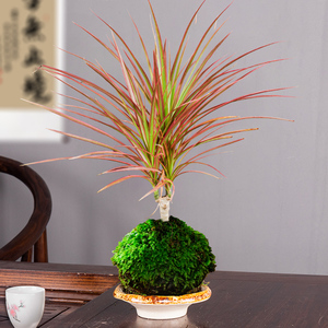 千年木植物苔藓球盆景七彩铁水培小绿植室内好养三色水养花卉盆栽