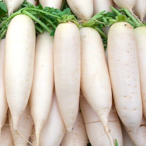 日本韩国白玉春长白萝卜种子秋季水果四季阳台盆栽蔬菜种籽孑籽种