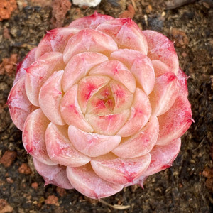 天鹅绒多肉一物一拍多肉植物韩国进口多肉贵货精品肉肉植物 多肉