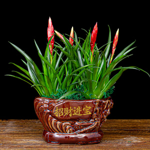 招财手盆栽花卉旺宅旺财植物室内客厅店面办公室四季常青小辣椒花