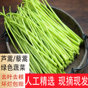 当季芦蒿 新鲜篱蒿3斤去根去叶黎蒿新鲜蔬菜野菜藜蒿鲜嫩泥蒿茼蒿