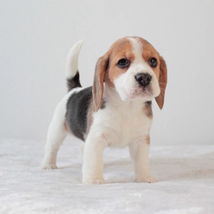 纯种比格大耳朵小型短毛米格鲁猎兔犬巴吉度史宾格幼犬宠物狗活体