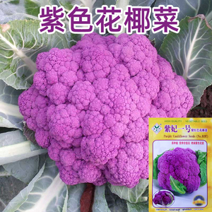 紫色花椰菜种子紫花菜种籽紫色菜花西蓝花露天基地秋季种蔬菜种籽