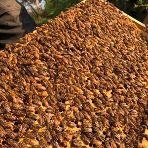 黄金中蜂双色蜂土蜂繁殖快产卵强贵州蜂王蜂群带箱带脾小黄蜂