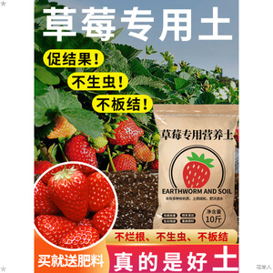 草莓专用土专用营养土阳台室内绿植盆栽通用草莓育苗基质种植泥土