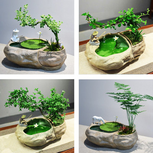 水陆组合盆景植物绿植文竹六月雪福建茶造型艺术雀梅盆栽室内水景