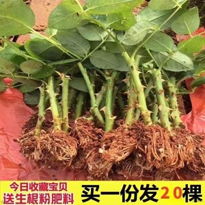 月季花苗批发正宗玫瑰花苗批发四季开花大花浓香型室内庭院阳台