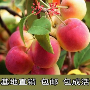 果树苗糖心 沙果树苗小苹果花红果树苗 嫁接沙果苗当年结果