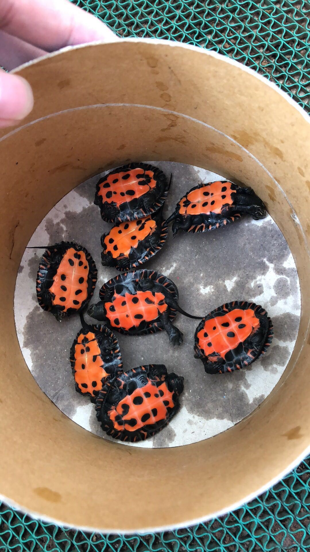 2017年黑颈杂石腊苗 杂一代苗黑颈杂龟杂交龟苗0人付款86