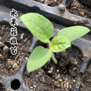 6645人付款淘宝锦灯笼种子金山红黄姑娘红灯笼甜野生姑娘果盆栽四季种