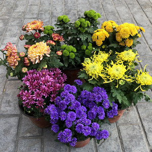 菊花苗盆栽带花苞四季开花室内外植物耐寒九月秋菊兵乓球菊大花卉