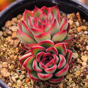 花月夜多肉多头