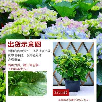 梦幻蓝色妈妈含羞叶绣球带花苞庭院阳台花园红色老枝开花大花好养